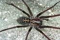 Tegenaria_atrica_RF0672_Z_80_Les Gris_Frankrijk